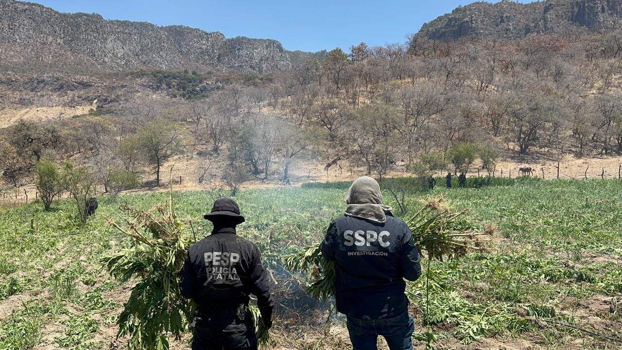 Destruyen plantío de mariguana en la Sierra de Álamos