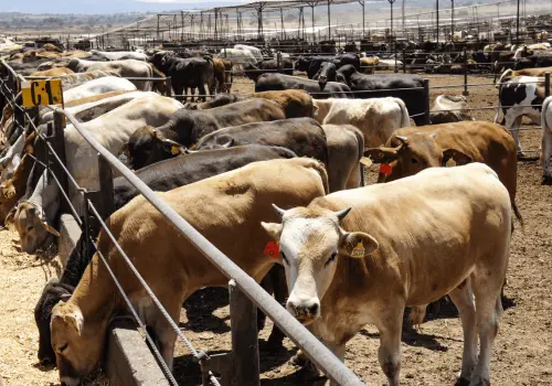 EE.UU. amenaza impedir importaciones de ganado mexicano por gusano barrenador