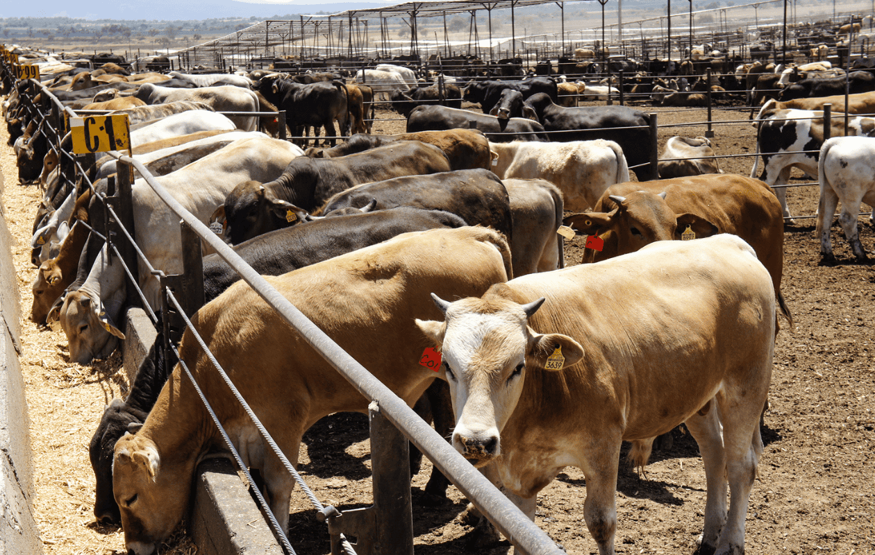 EE.UU. amenaza impedir importaciones de ganado mexicano por gusano barrenador