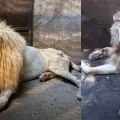 Muere el león blanco del Zoológico de Culiacán tras semanas de agonía: acusan negligencia y abandono