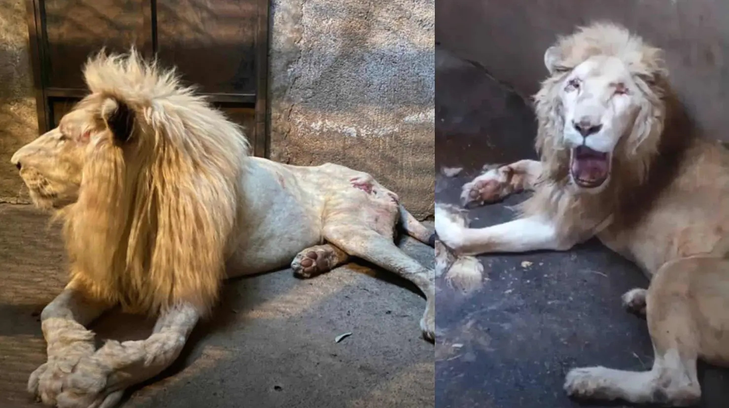 Muere el león blanco del Zoológico de Culiacán tras semanas de agonía: acusan negligencia y abandono