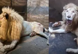 Muere el león blanco del Zoológico de Culiacán tras semanas de agonía: acusan negligencia y abandono