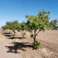 Quieren retener el polvo nocivo del Valle del Yaqui con cortinas de árboles 