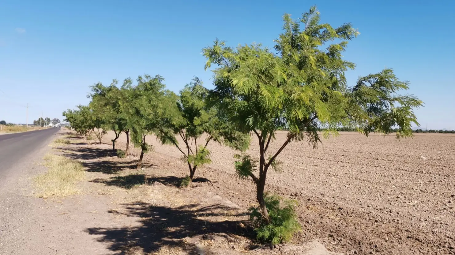 Quieren retener el polvo nocivo del Valle del Yaqui con cortinas de árboles 