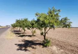 Quieren retener el polvo nocivo del Valle del Yaqui con cortinas de árboles 