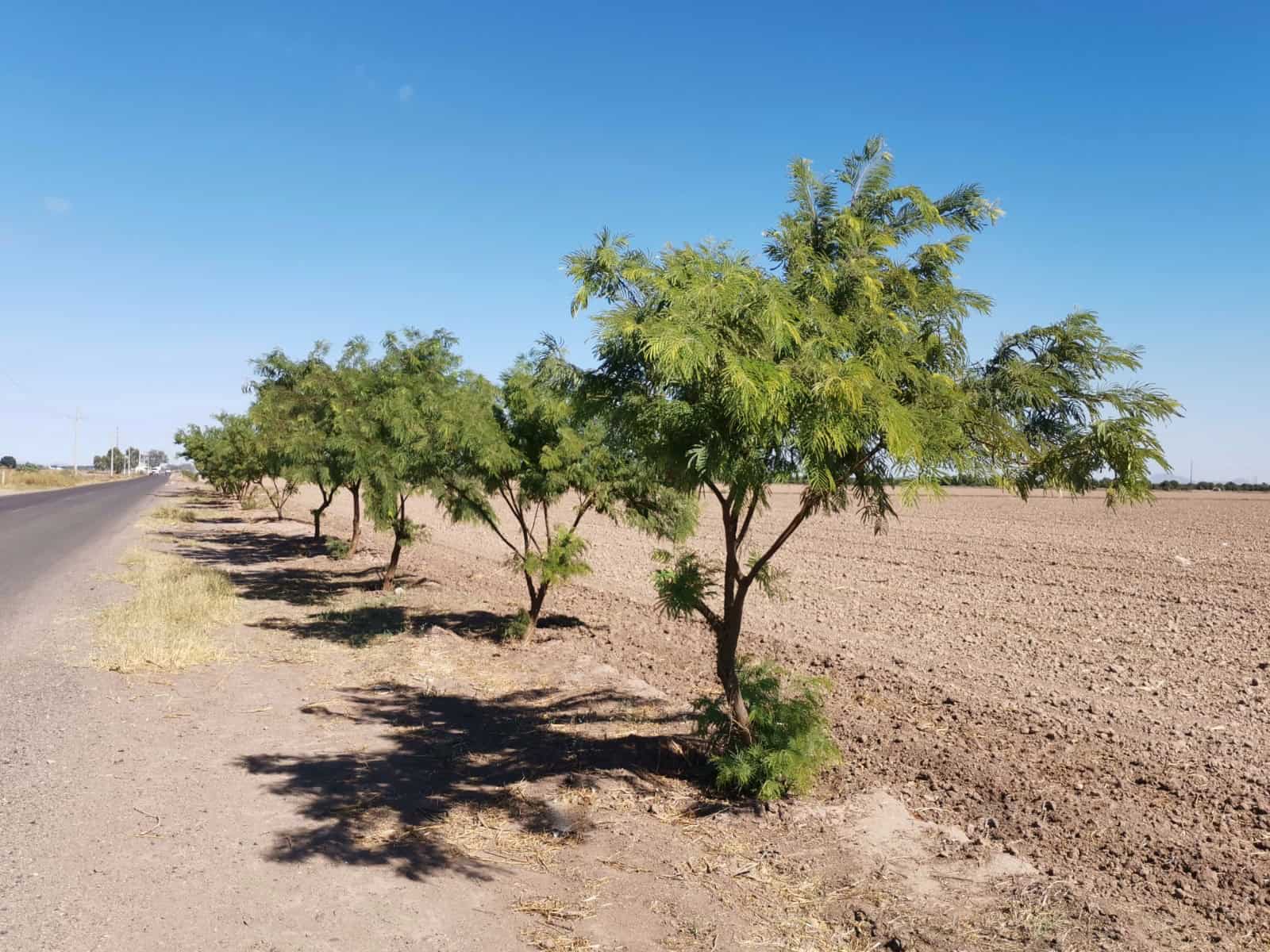 Quieren retener el polvo nocivo del Valle del Yaqui con cortinas de árboles 