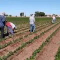Jornaleros con poco que festejar en el Día del Trabajo
