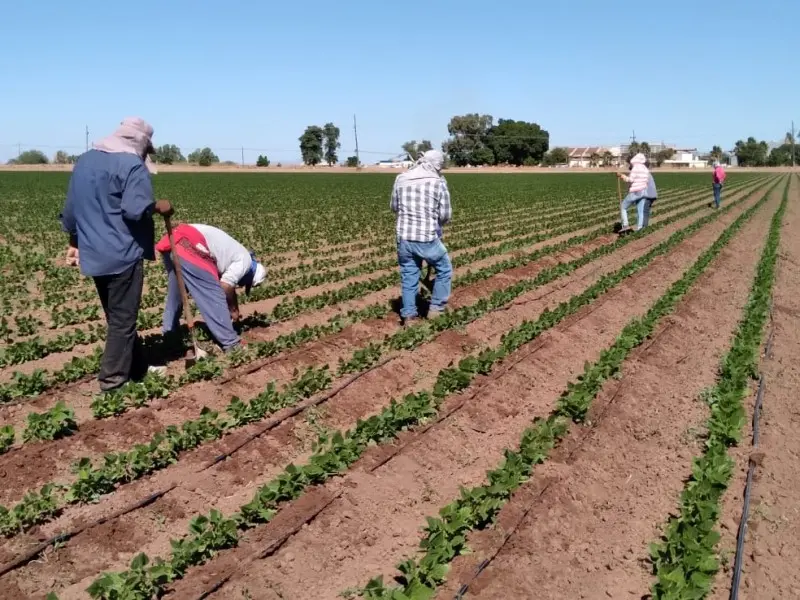 Jornaleros con poco que festejar en el Día del Trabajo