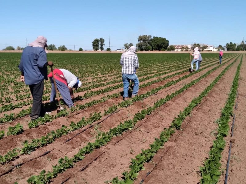 Jornaleros con poco que festejar en el Día del Trabajo