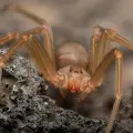 ¿Existe un antídoto contra la araña violinista en México? Esto es lo que se sabe