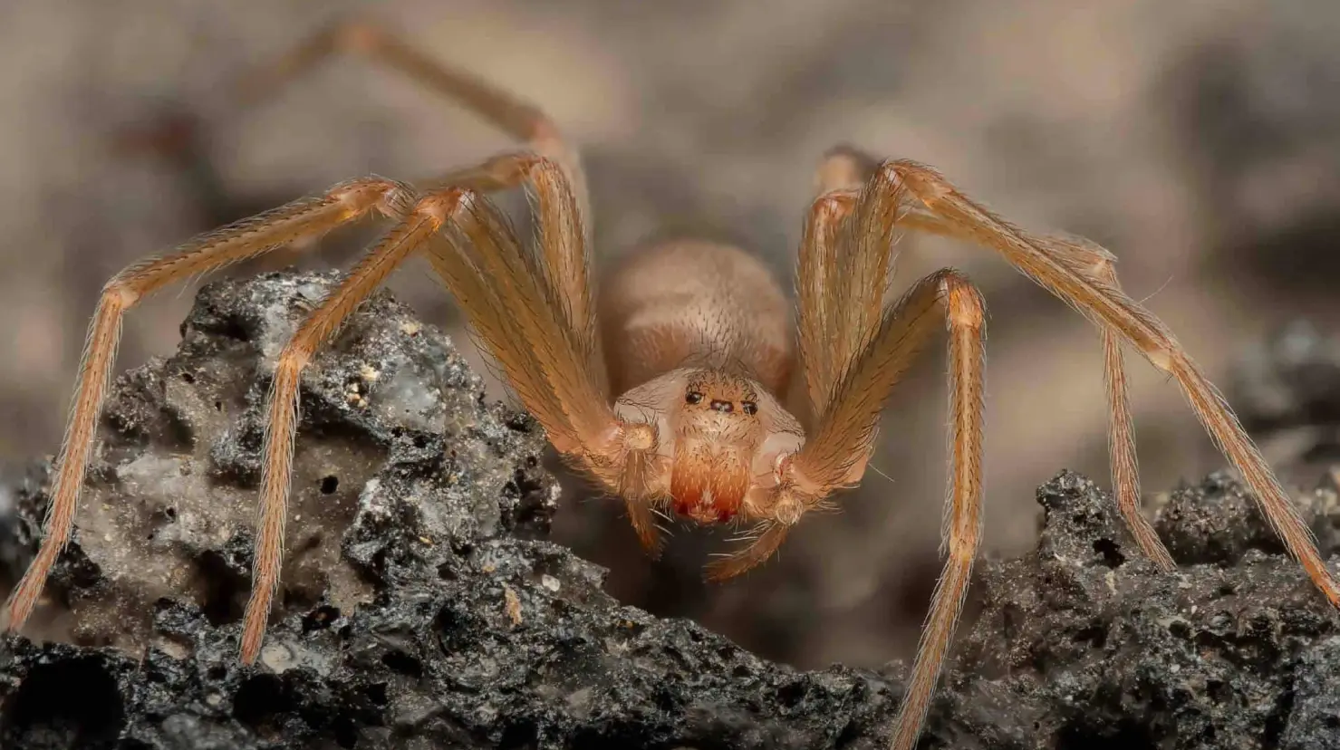 ¿Existe un antídoto contra la araña violinista en México? Esto es lo que se sabe