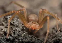 ¿Existe un antídoto contra la araña violinista en México? Esto es lo que se sabe