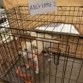 Perros y gatos serán puestos en adopción en Ciudad Obregón