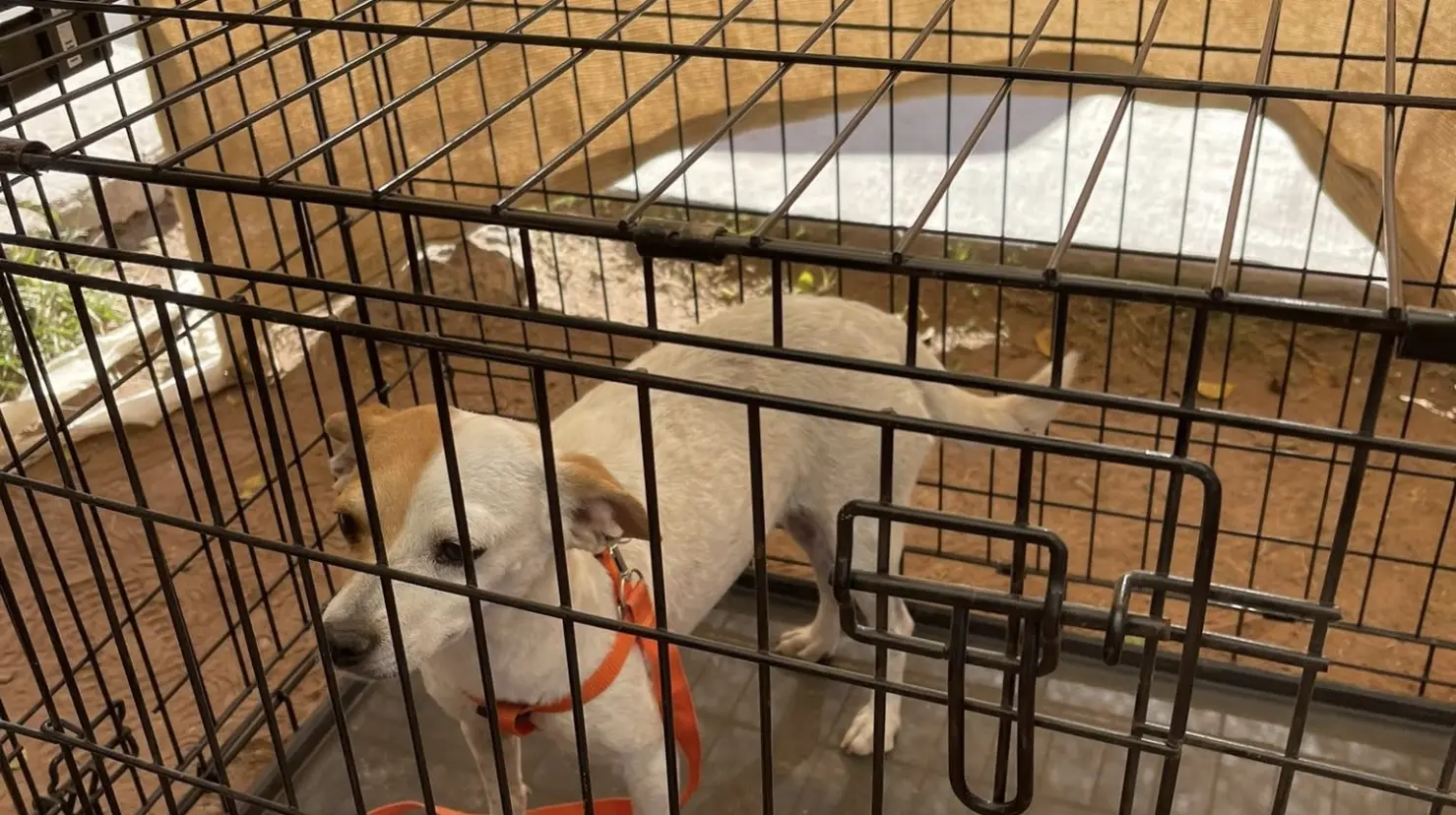 Perros y gatos serán puestos en adopción en Ciudad Obregón