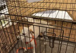 Decenas de perros y gatos serán puestos en adopción en Ciudad Obregón