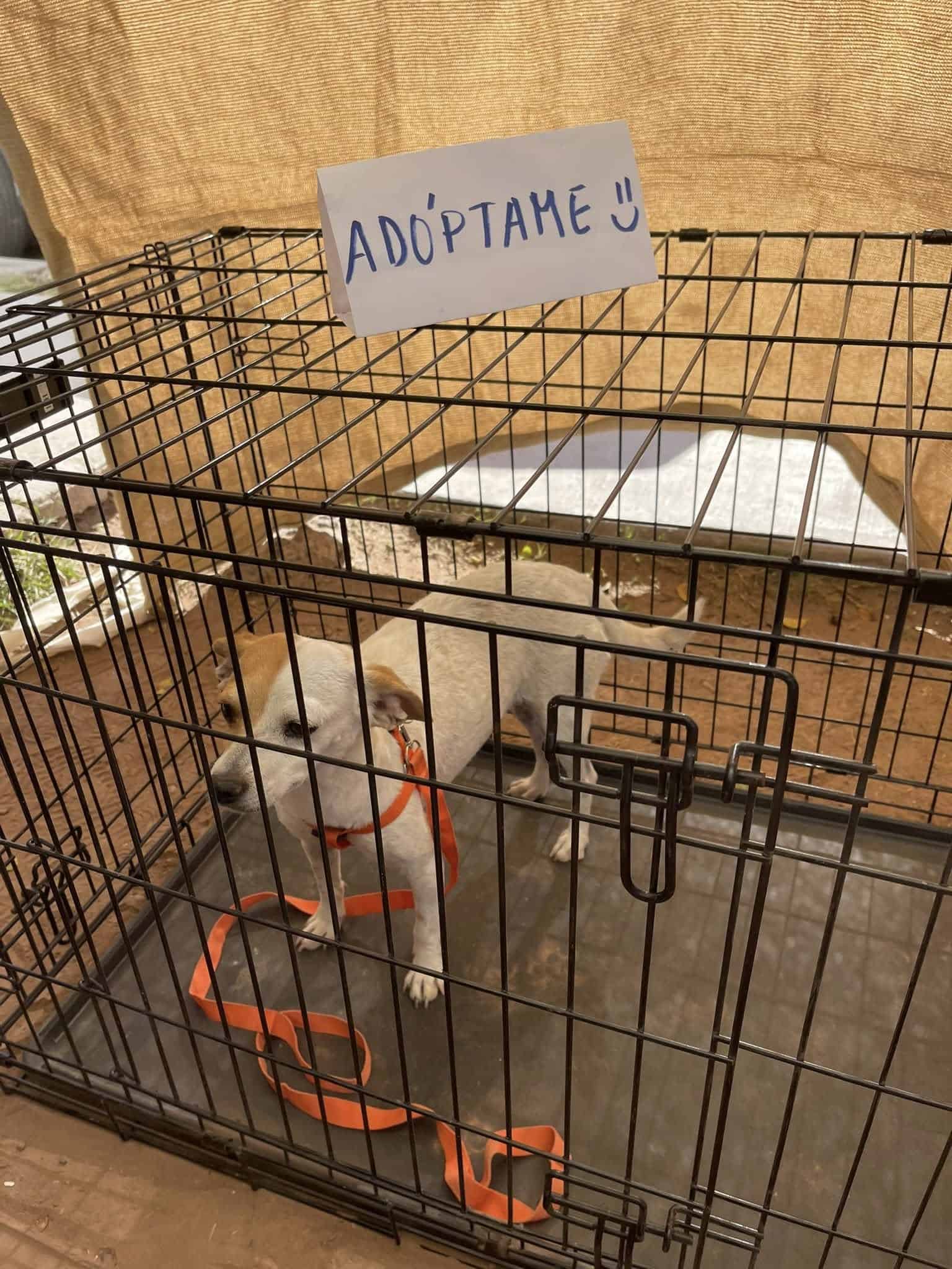 Perros y gatos serán puestos en adopción en Ciudad Obregón