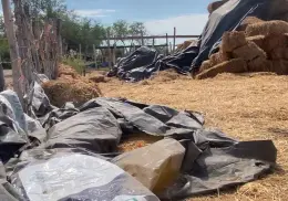 Ganaderos en Navojoa buscan apoyo con agricultores