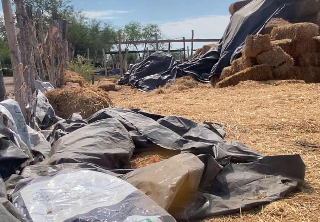 Claman ganaderos por apoyo a agricultores