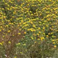 Productores agrícolas analizan diferentes escenarios para el próximo ciclo agrícola