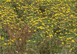 Productores agrícolas analizan diferentes escenarios para el próximo ciclo agrícola