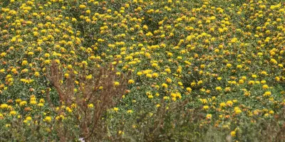 Productores agrícolas analizan diferentes escenarios para el próximo ciclo agrícola