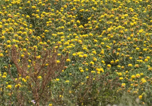 Productores agrícolas analizan diferentes escenarios para el próximo ciclo agrícola