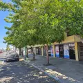 Llama Canaco a reforestar la ciudad