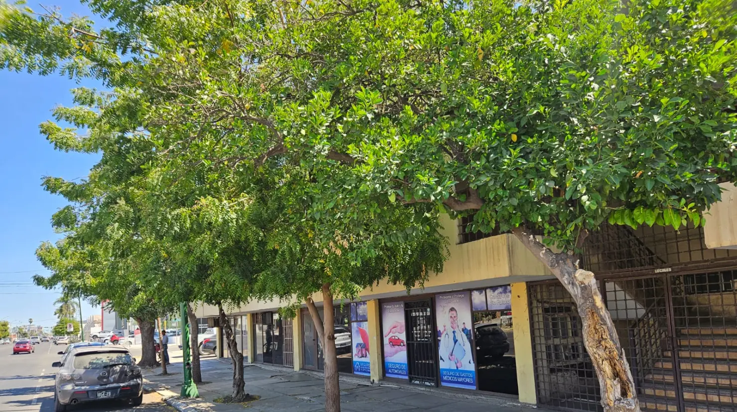 Llama Canaco a reforestar la ciudad