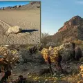 Desierto de Sonora o Valle de la Muerte. ¿Cuál es el lugar más caliente de la Tierra?