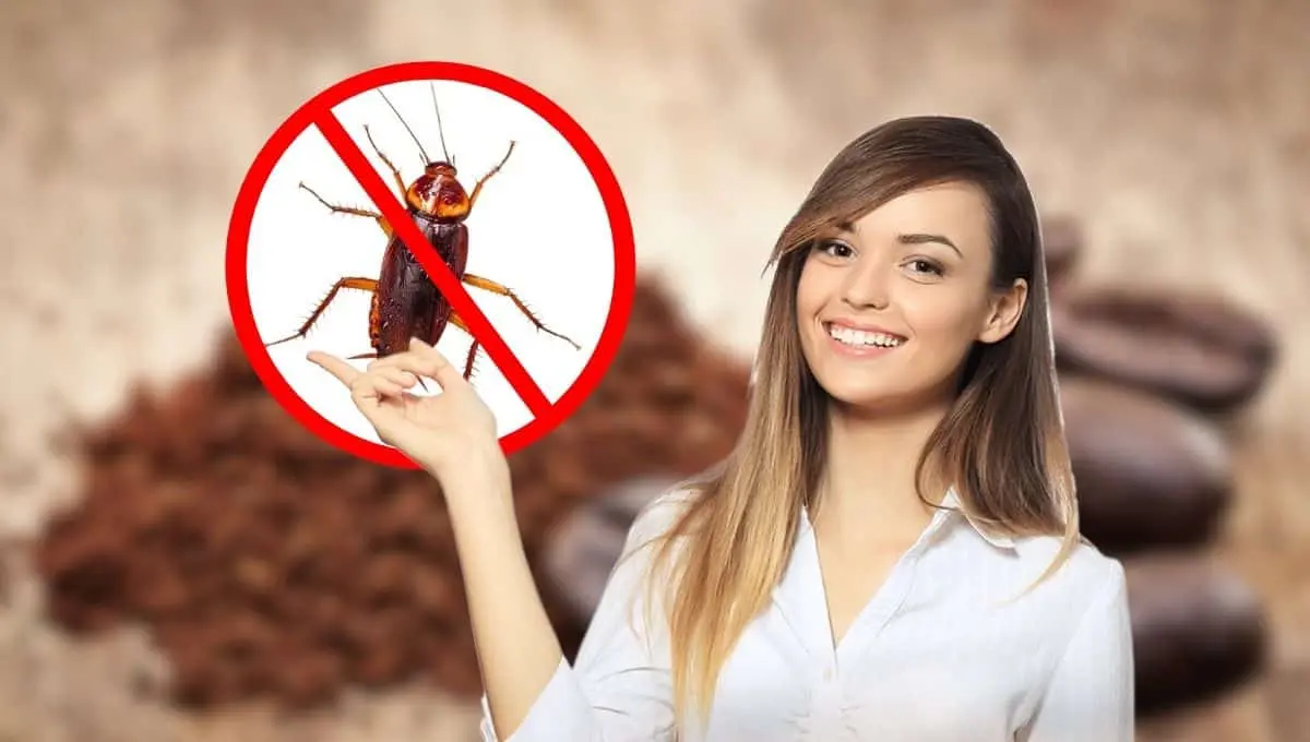 Termina con esta plaga de manera natural y económica / Canva, PNGWing