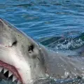 Se alejan tiburones de litorales del sur de Sonora