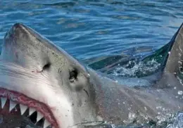 Se alejan tiburones de litorales del sur de Sonora