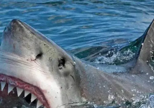 Se alejan tiburones de litorales del sur de Sonora