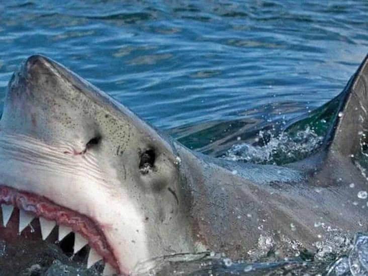 Se alejan tiburones de litorales del sur de Sonora