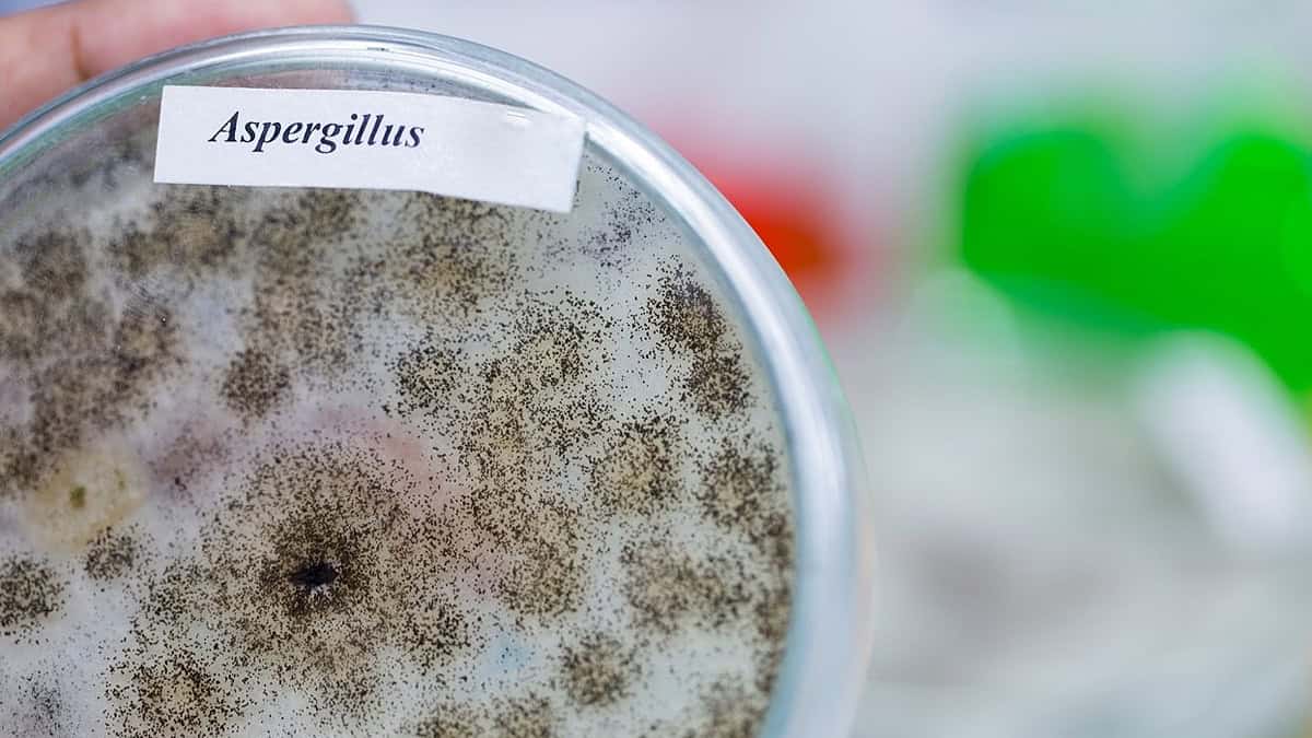 Hongo contagioso obliga a cerrar cinco alas de un hospital público