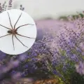 Tres plantas de interior perfectas para ahuyentar a la araña violinista