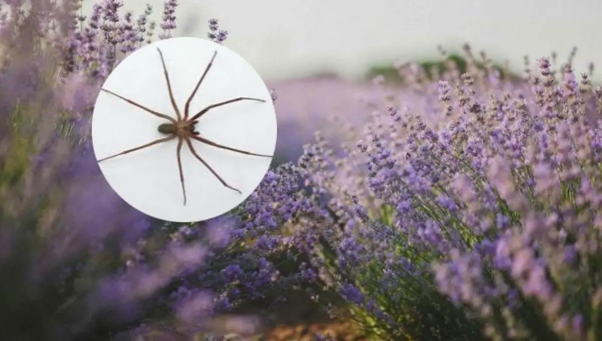 Tres plantas de interior perfectas para ahuyentar a la araña violinista. Foto: Original