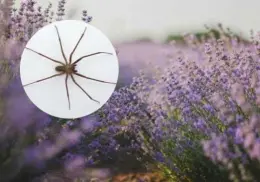 Tres plantas de interior perfectas para ahuyentar a la araña violinista