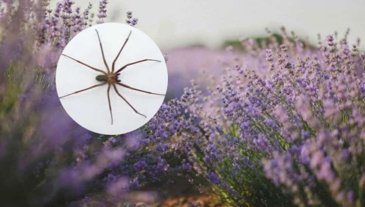 Tres plantas de interior perfectas para ahuyentar a la araña violinista