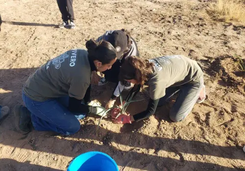 Vivero de Itesca en crecimiento