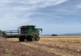 Trigo con rendimientos de casi 7 toneladas en el Valle del Mayo