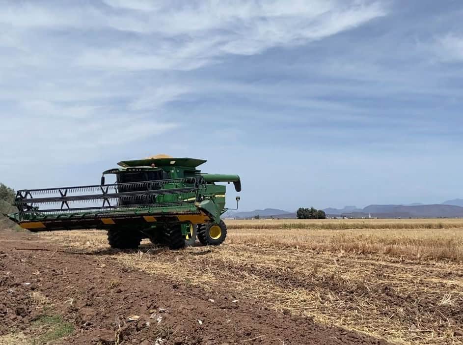 Deja trigo rendimientos de casi siete toneladas