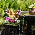 Según el Feng Shui estas 4 plantas son ideales para mejorar la energía de tu casa