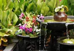 Según el Feng Shui estas 4 plantas son ideales para mejorar la energía de tu casa