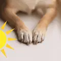 ¿Cómo proteger las patas de los perritos durante la temporada de calor?