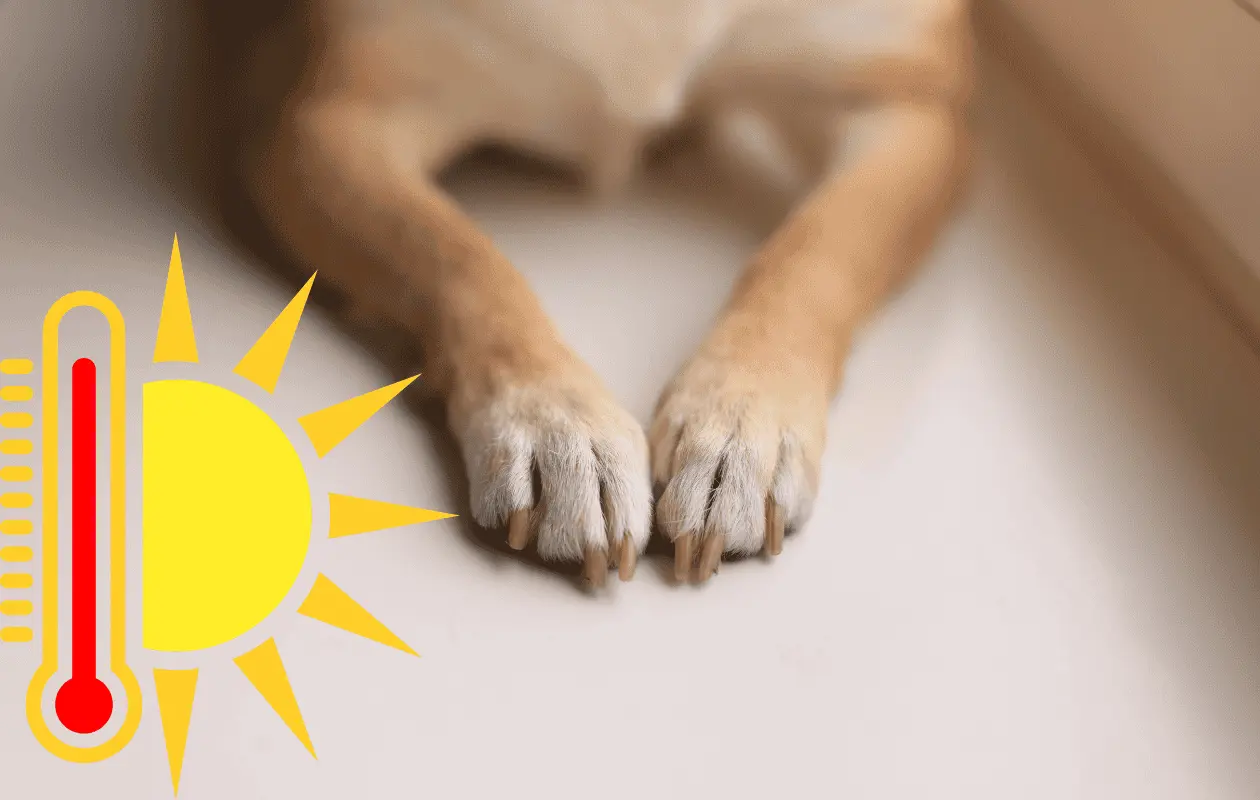 Proteger las patas de tu perro es fundamental para su salud y bienestar durante el calor.