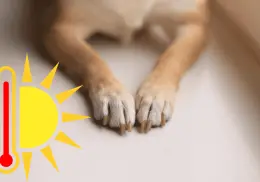 ¿Cómo proteger las patas de los perritos durante la temporada de calor?