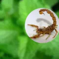 Conoce las tres plantas perfectas para ahuyentar alacranes de tu hogar