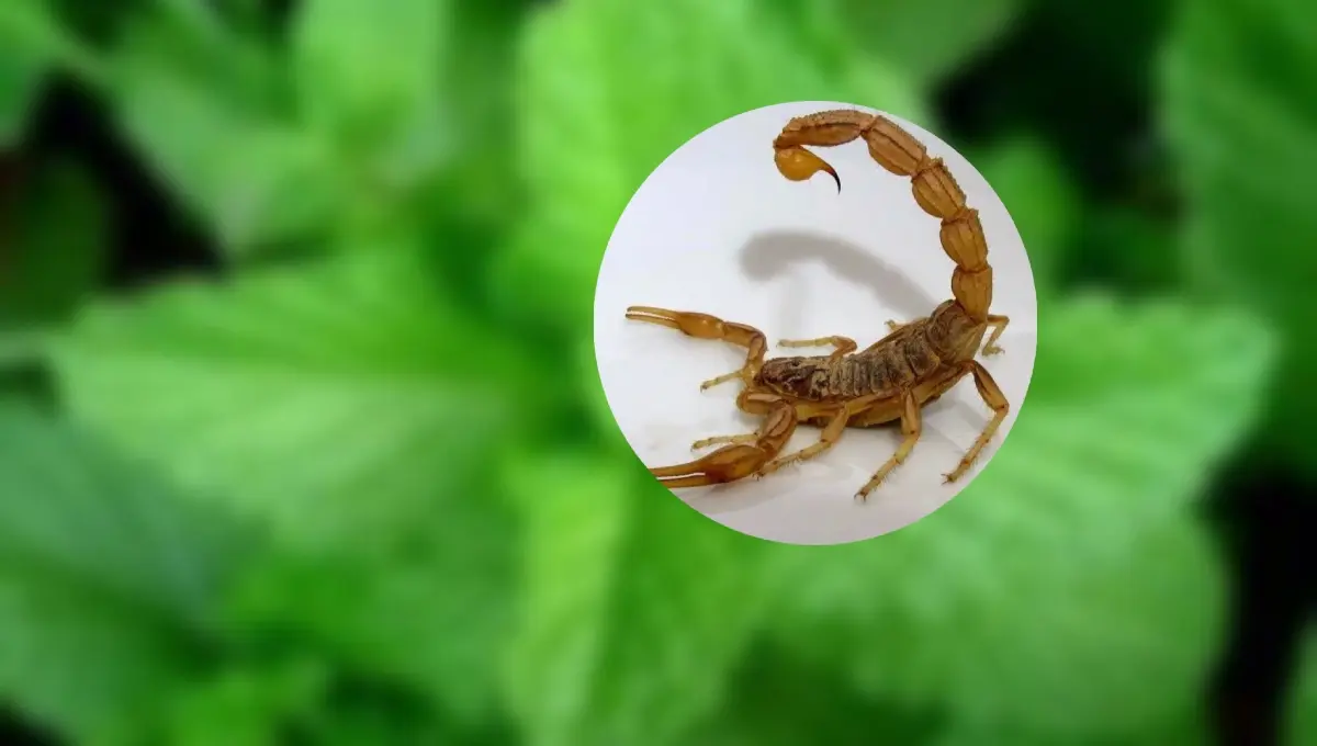 Conoce las tres plantas perfectas para ahuyentar alacranes de tu hogar. Foto: Original