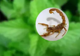 Conoce las tres plantas perfectas para ahuyentar alacranes de tu hogar